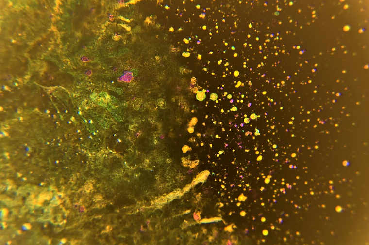 Painting by Lanvi Nguyen Painting by Lanvi Nguyen