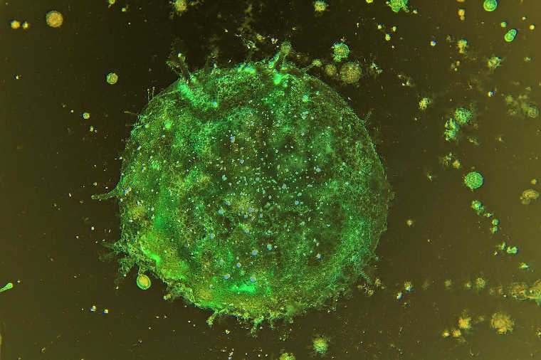 Painting by Lanvi Nguyen Painting by Lanvi Nguyen