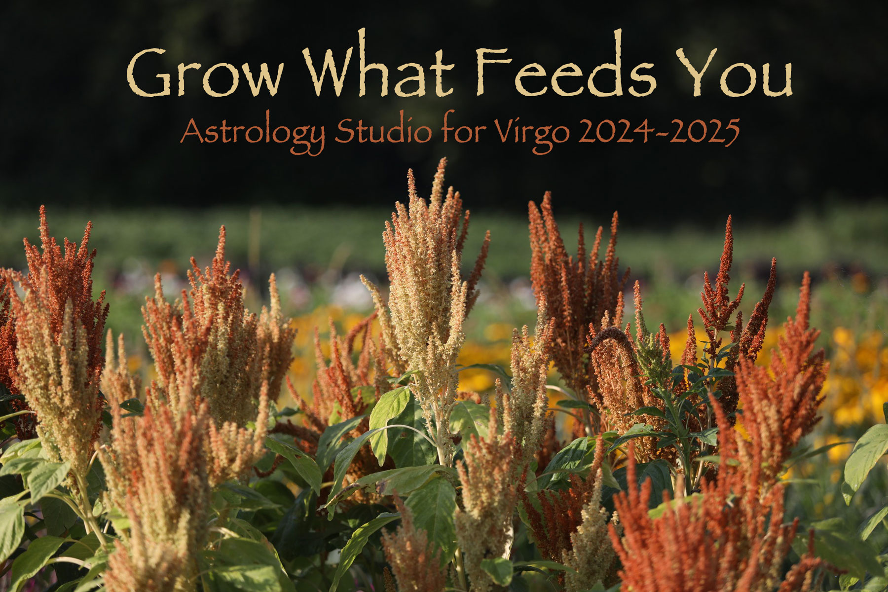 1800+web-virgo-studio